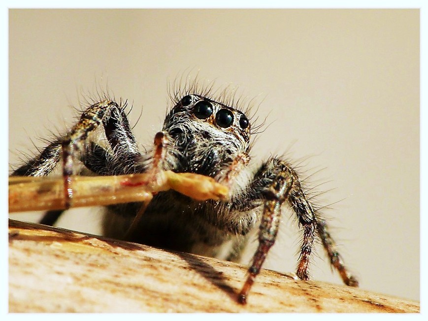 Ragni vari(Gnaphosidae, Lycosidae, Theridiidae, Thomisidae.)